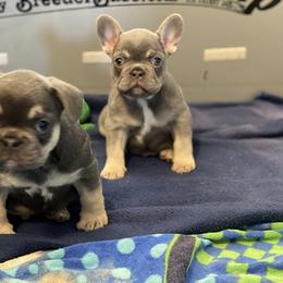 French Bulldog Puppies from Frenchie Paws