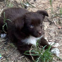 Charlie Brown - Red & white male Miniature Australian Shepherd puppy in Crosby, Texas from TriplecminiaussiesAndCorgis