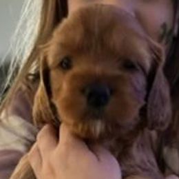 Girl 6 - Red Cockapoo puppy in Sun City, Arizona from Rachel's Sunny Side Cockapoos