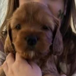 Girl 6 - Red Cockapoo puppy in Sun City, Arizona from Rachel's Sunny Side Cockapoos