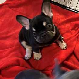 Suzy Q - Black and tan French Bulldog puppy in Edgewood, Texas from French Bulldogs by Piper