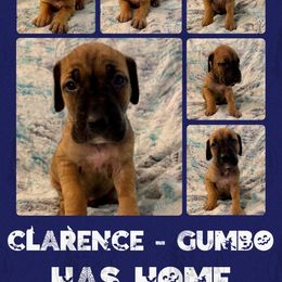 Clarence - Fawn male Great Dane puppy in Longview, Texas from Noctua Kennels