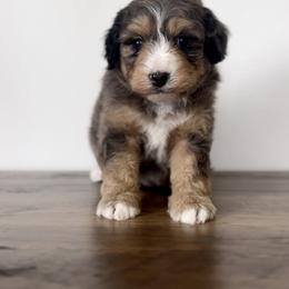 Aussiedoodle and Australian Shepherd Puppies from Junipersdoodles