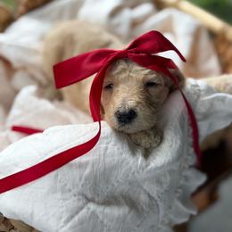 Red - Cream female Goldendoodle puppy in Ranger, Georgia from Muscadine Meadows Poodles and Doodles