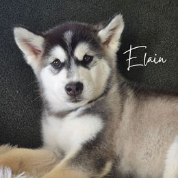 Elain - Seal and white Alaskan Malamute puppy in Alabama from Sunset Malamutes