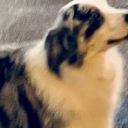 Assorted Doodle Crosses, Australian Shepherds, Bernedoodles, Bulldogs, and French Bulldogs from Millennium Farms