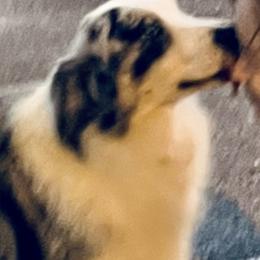Assorted Doodle Crosses, Australian Shepherds, Bernedoodles, Bulldogs, and French Bulldogs from Millennium Farms
