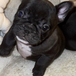 French Bulldog puppies from River Region Bullies