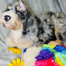 Reba - Merle Bernedoodle puppy in Branson West, Missouri from Ozark Acres LLC