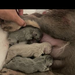 French Bulldog puppies from Red Dirt Dachshunds