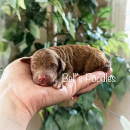 Female 1 - Red  female Poodle puppy in Fresno, California from Bell’s Poodles Of California