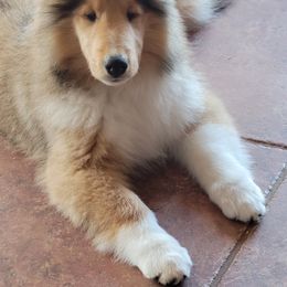 Collie Puppies from Riverrun Collies