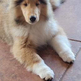 Collie Puppies from Riverrun Collies