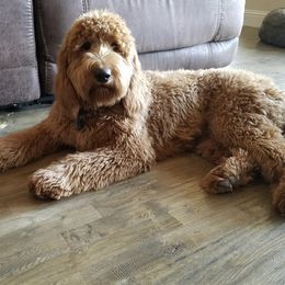 Ella - Goldendoodle