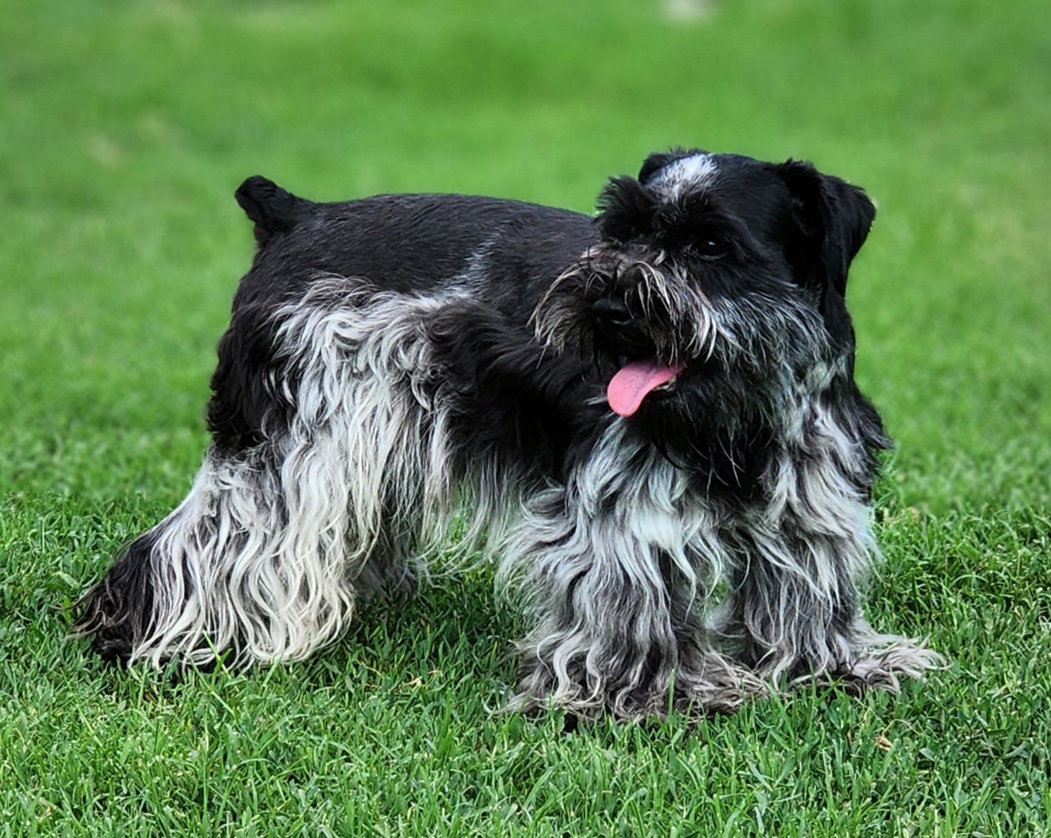 Maverick - Miniature Schnauzer