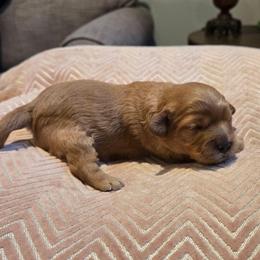 Aubrey - Apricot female Cavapoo puppy in Caldwell, Idaho from Terrace Cav's