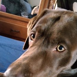 Chewy - Labrador Retriever