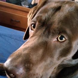 Chewy - Labrador Retriever