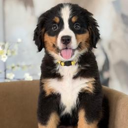 Lemon - Tri-color female Bernese Mountain Dog puppy in Yuciapa, California from AlltheDoodlez_