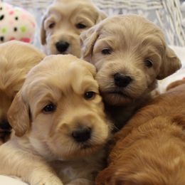  Puppies from Valley Vineyard Labradoodles