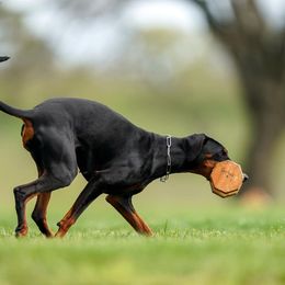 Doberman Pinschers from Vibranium Dobermans