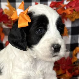 Laurel - Black and white Cockapoo puppy in Roseville, California from Darby Park Doodles