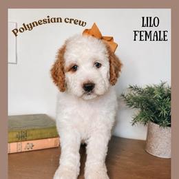 Lilo - Red  female Goldendoodle puppy in Hilton, New York from The House of Goldendoodle
