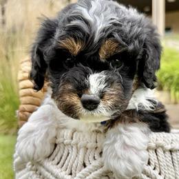 Indigo (Aka - Indie) - Tri-color male Bernedoodle puppy in Highland, Utah from Angel Pups Deluxe