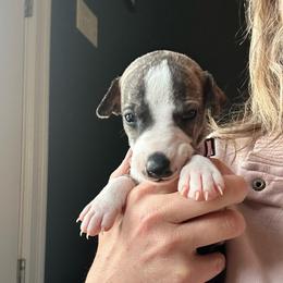 Girl 3 - Fawn brindle female Whippet puppy in Corry, Pennsylvania from Sara's Whippets