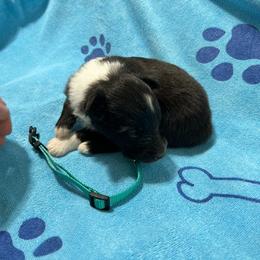 Teal - Black and white female Shetland Sheepdog puppy in Fontanelle, Iowa from Jensen Farms Shelties