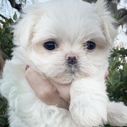 Angel - White female Maltese puppy in Orlando, Florida from Denise’s Puppies
