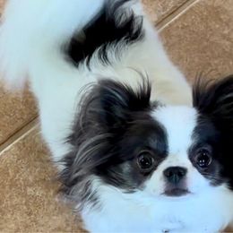 Tasheena - Chihuahua