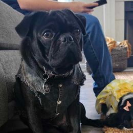 Companion Crosses, French Bulldogs, and Pugs from French bulldog Pugs of TN