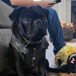 Companion Crosses, French Bulldogs, and Pugs from French bulldog Pugs of TN