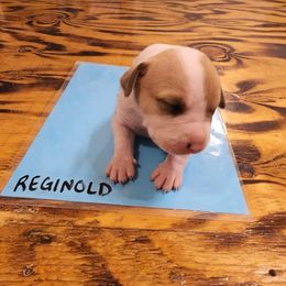 Reginald - American Bulldog puppy in Yellville, Arkansas from Offerman Family Bulldogs