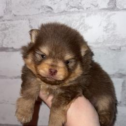 Frost - Chocolate and tan male Pomeranian puppy in Perry County, Ohio from Speechless Pom’s