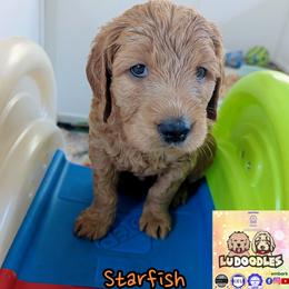 Starfish - Apricot female Goldendoodle puppy in Santa Cruz, California from Lu Doodles