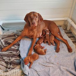 Vizsla Puppies from Sierra Vizslas
