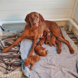 Vizsla Puppies from Sierra Vizslas