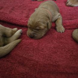 Golden Retriever Puppies from Mountain View Kennel