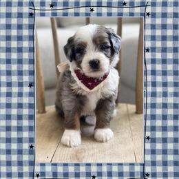 Star - Blue merle female Bernedoodle puppy in Central, Arizona from Cotton Lane Puppies