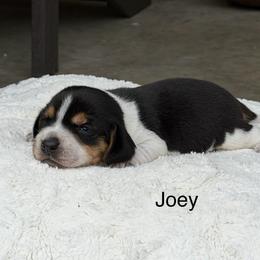 Joey - Black tan and bluetick male Beagle puppy in Mansfield, Missouri from Rippee Creek Kennel