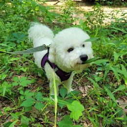 Journey - Bichon Frise