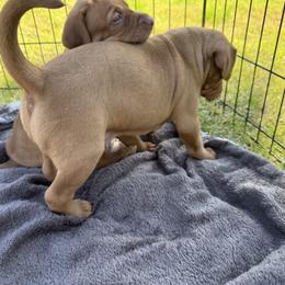 Vizsla Puppies from April Wolf