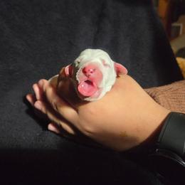 Freckles  - white - White and black female Dalmatian puppy in Palmer, Massachusetts from Delaney's Dalmatians 2