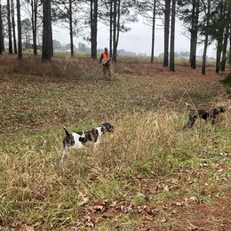 German Shorthaired Pointers from Oakley’s Shorthairs