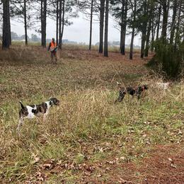 German Shorthaired Pointers from Oakley’s Shorthairs