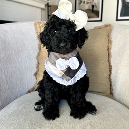 S'more - Black female Labradoodle puppy in Newark, Ohio from Raising Doodles