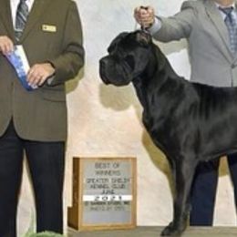 Cane Corso from Cane Corso Company NC