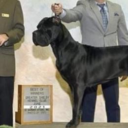 Cane Corso from Cane Corso Company NC